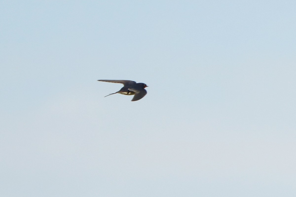 Barn Swallow - ML152026121