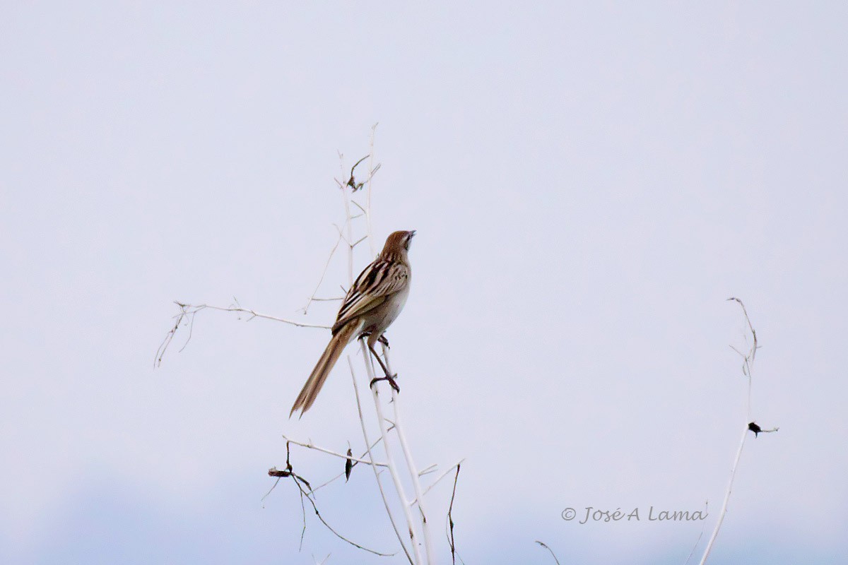 Striated Grassbird - Jose Antonio Lama
