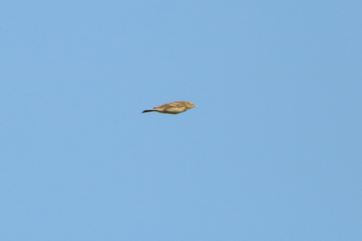 Meadow Pipit - ML152027171