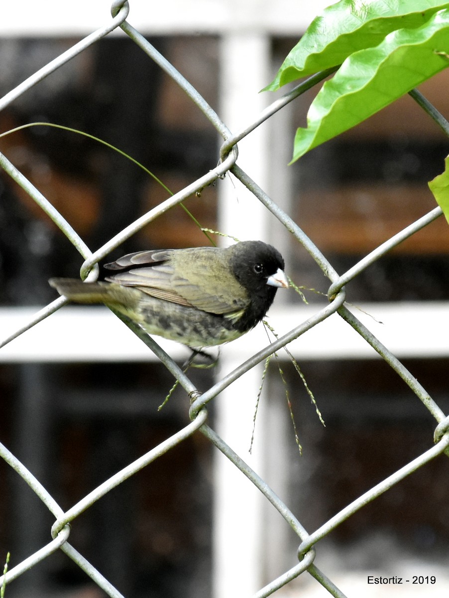 Yellow-bellied Seedeater - ML152027251