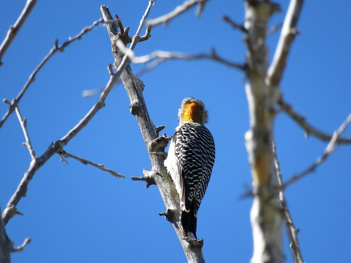 Golden-fronted Woodpecker - ML152028071