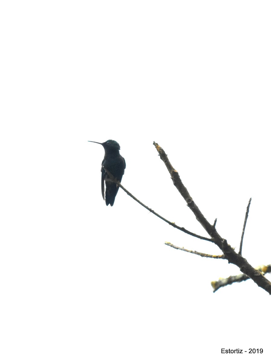 hummingbird sp. - ML152028141