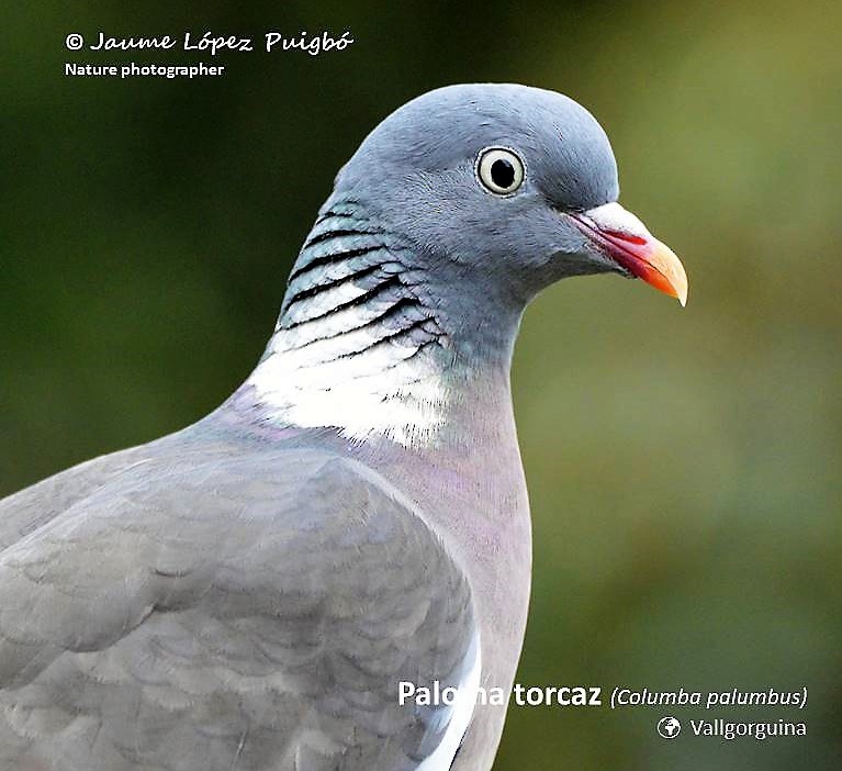 Common Wood-Pigeon - ML152028851