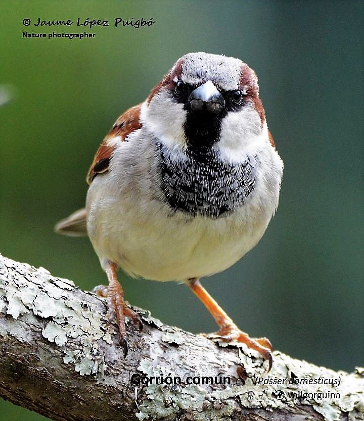 House Sparrow - ML152029271