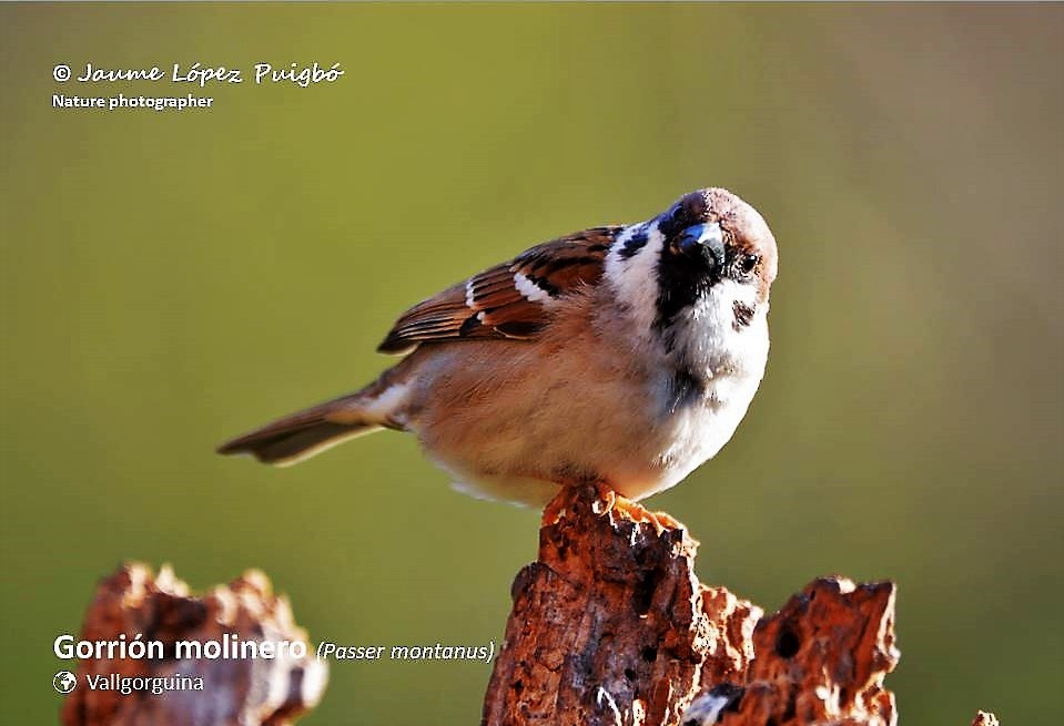 Eurasian Tree Sparrow - ML152029301