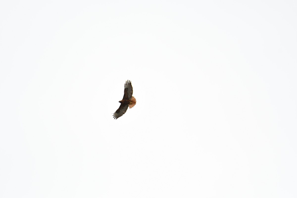 Red-tailed Hawk - ML152031481