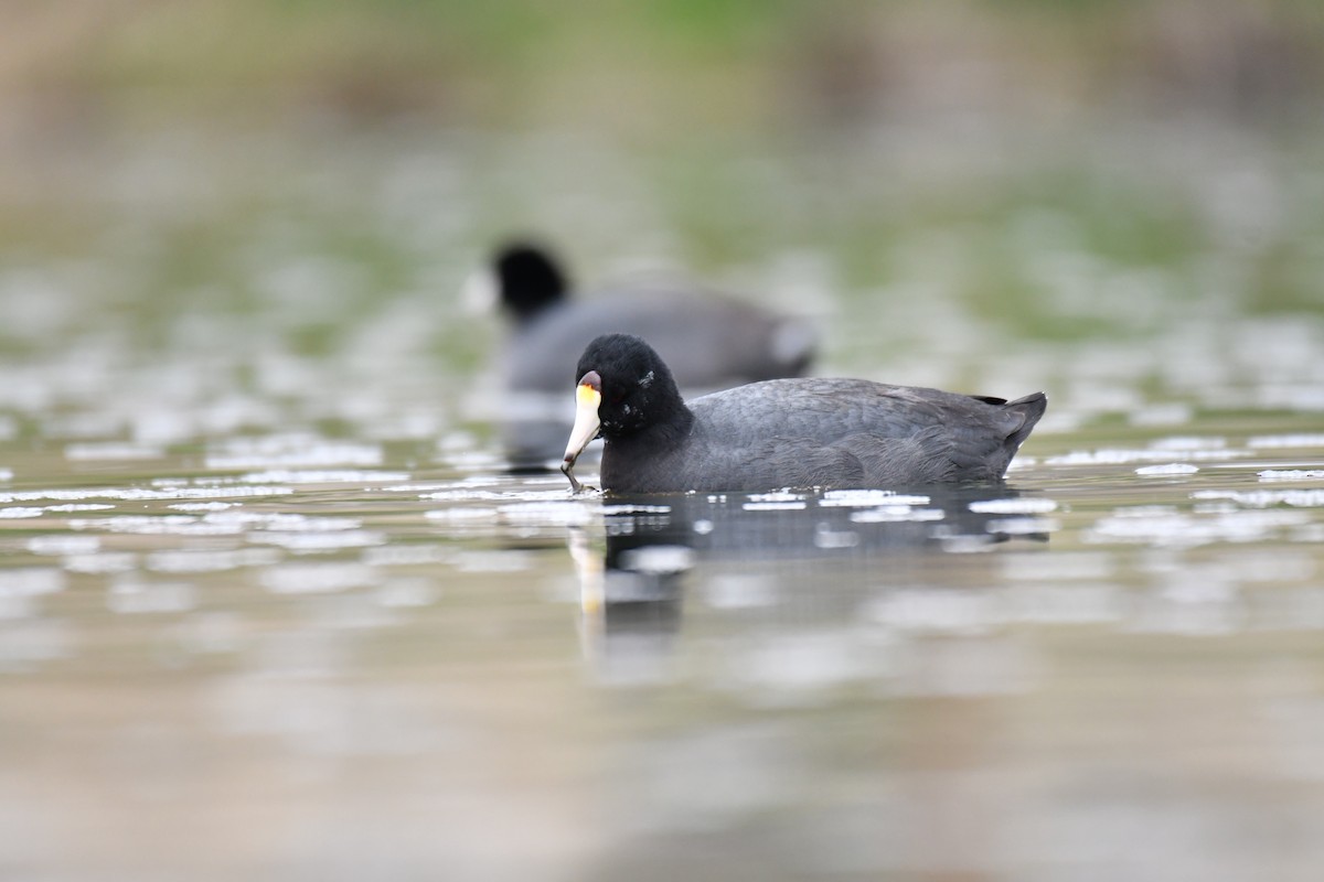 American Coot (Red-shielded) - ML152031531