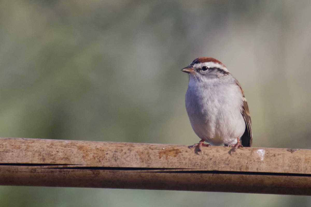 Chipping Sparrow - ML152033351