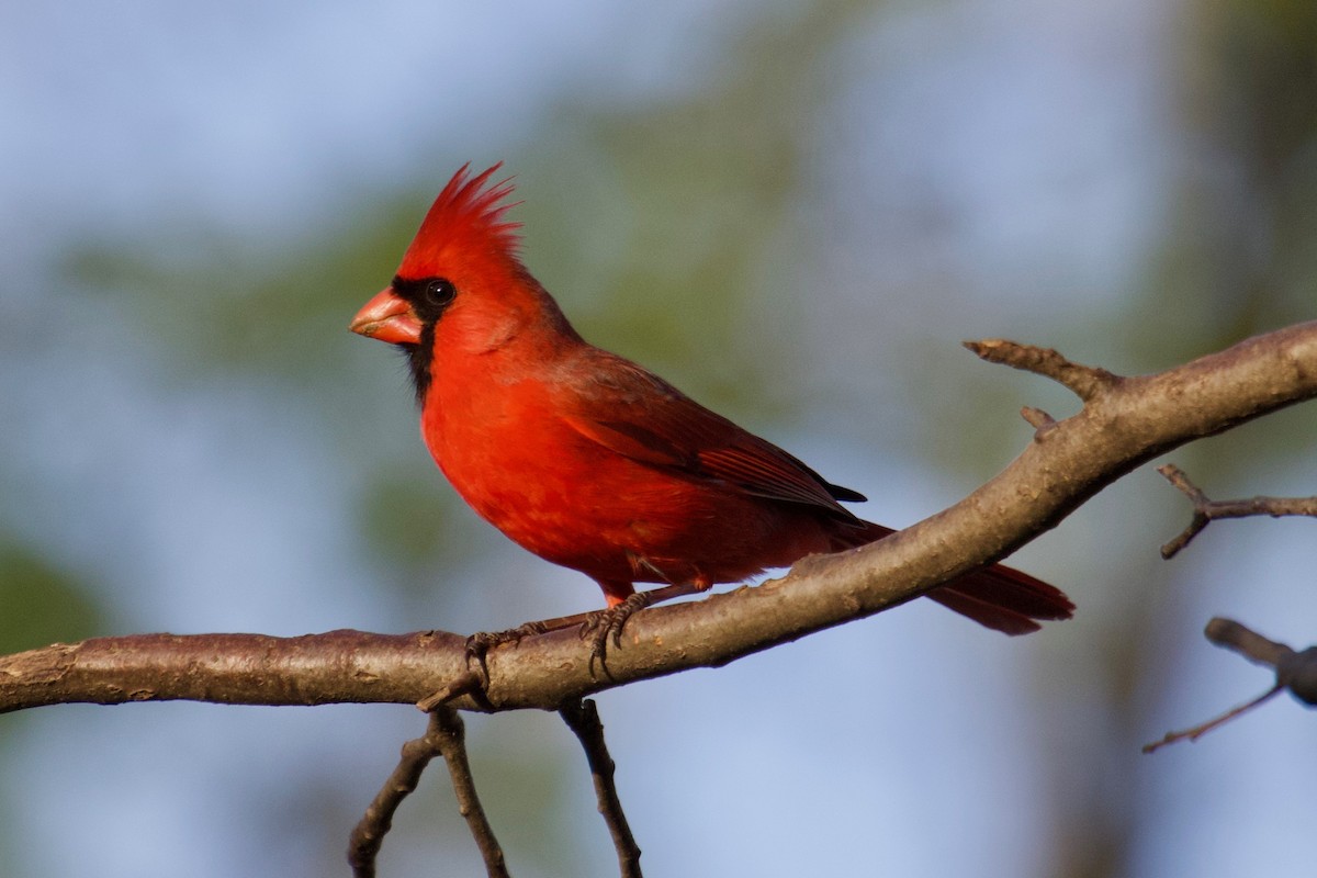 Cardinal rouge - ML152033431