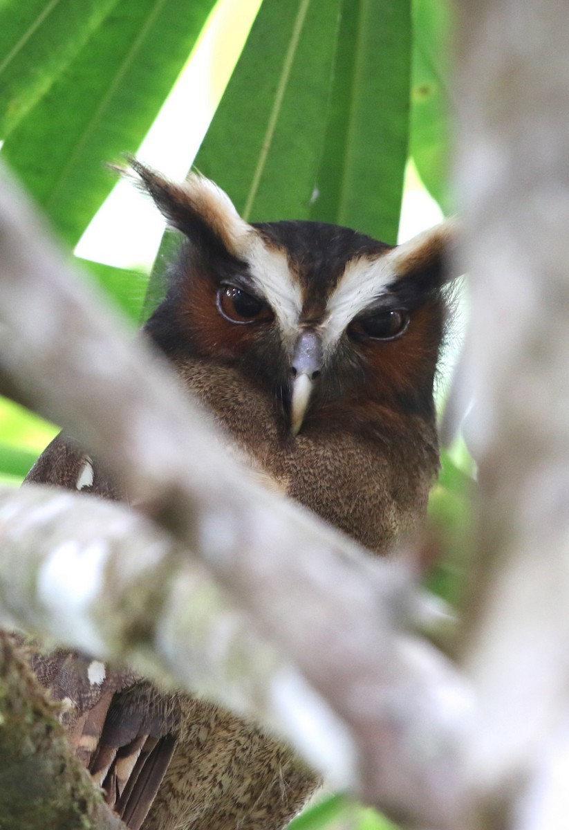 Crested Owl - ML152034461