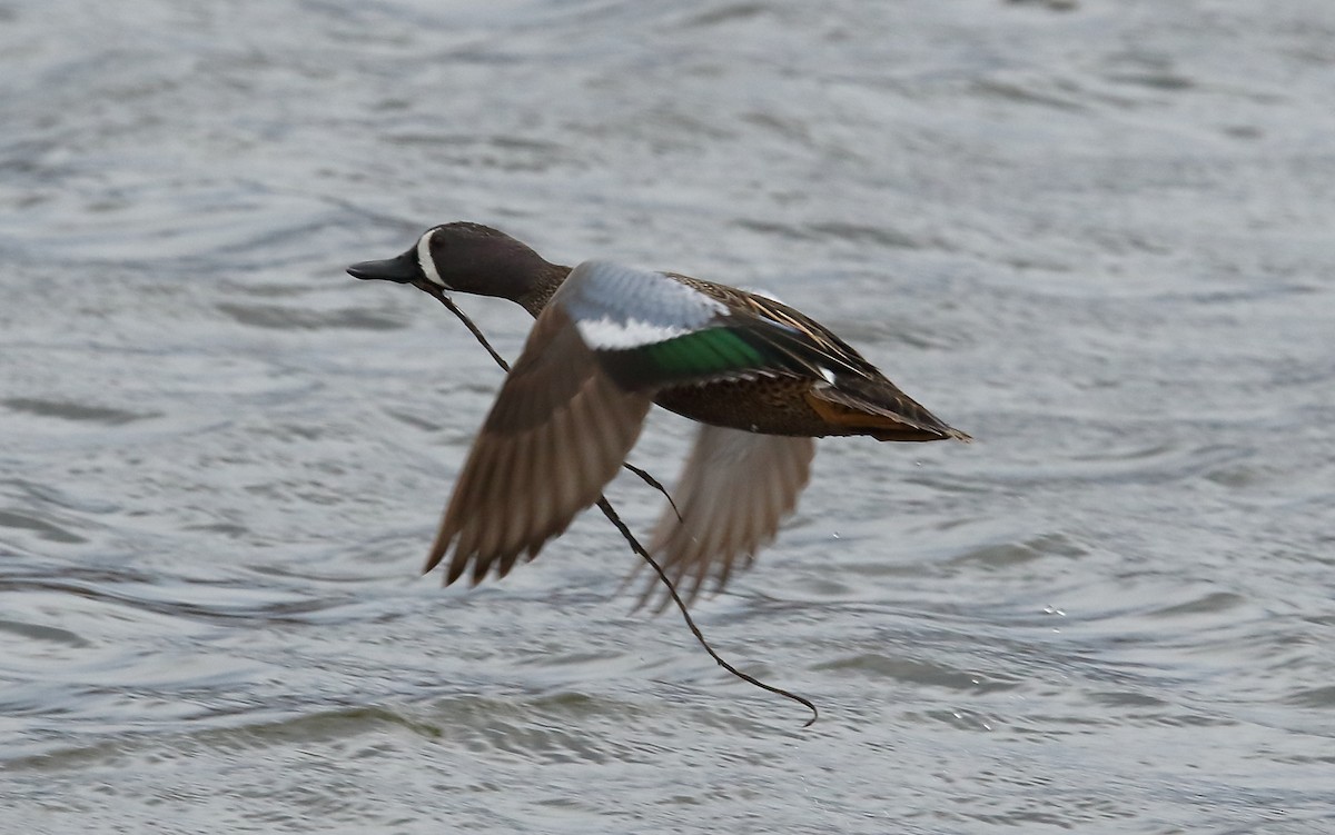 Blue-winged Teal - ML152034931
