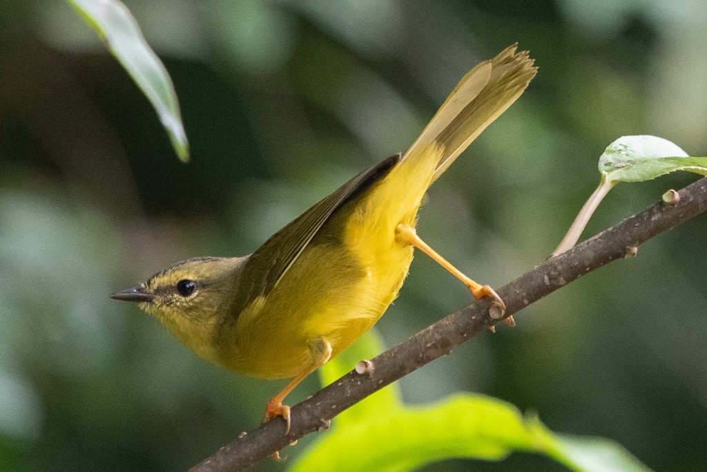 Two-banded Warbler - ML152035111