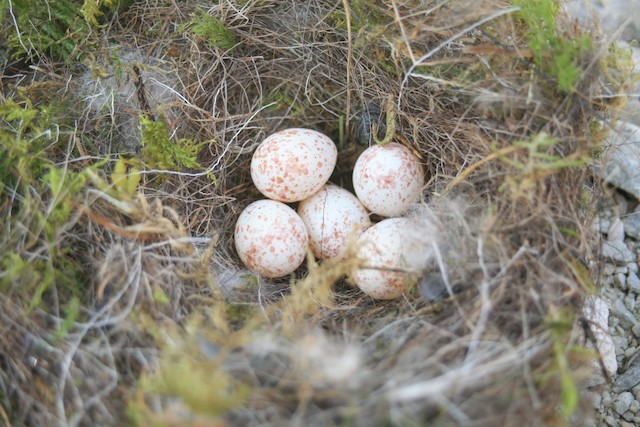 Eggs. - Great Tit - 