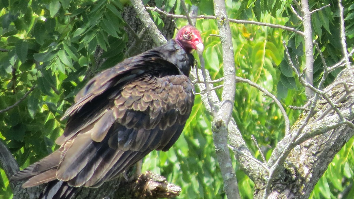 Turkey Vulture - Govind Kumar