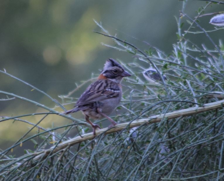 Rufous-collared Sparrow - Felipe Undurraga