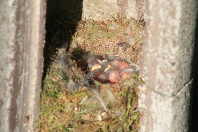 Nest. - Great Tit - 