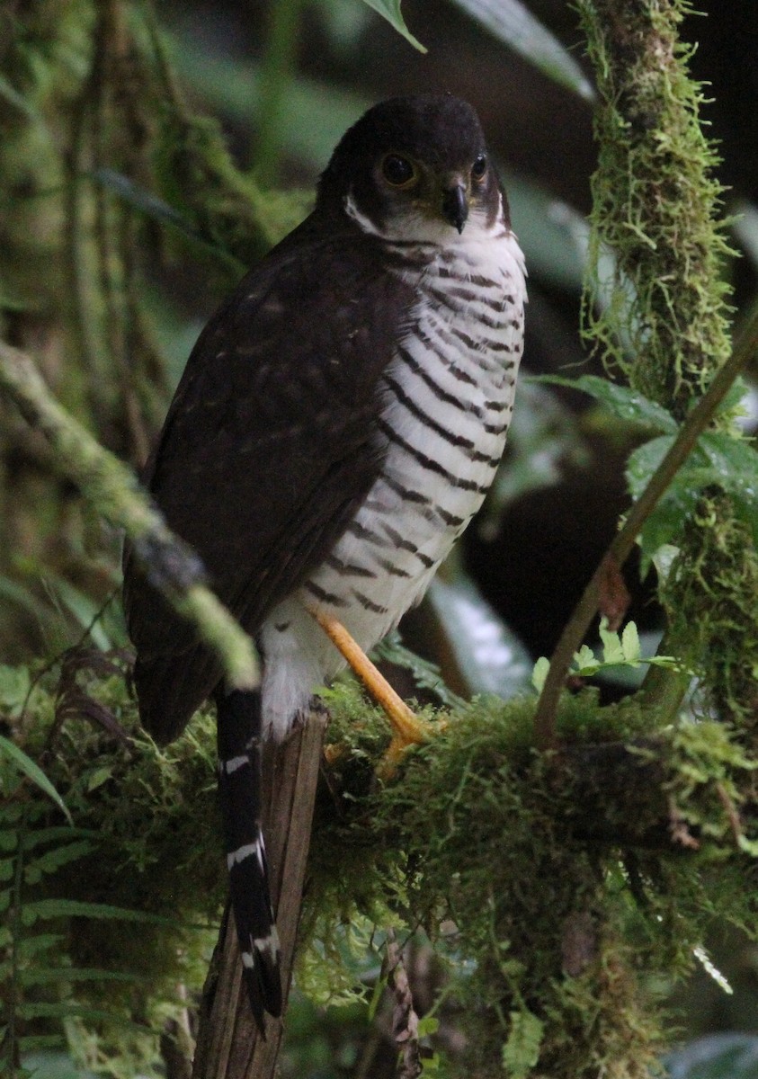 Barred Forest-Falcon - Don Coons
