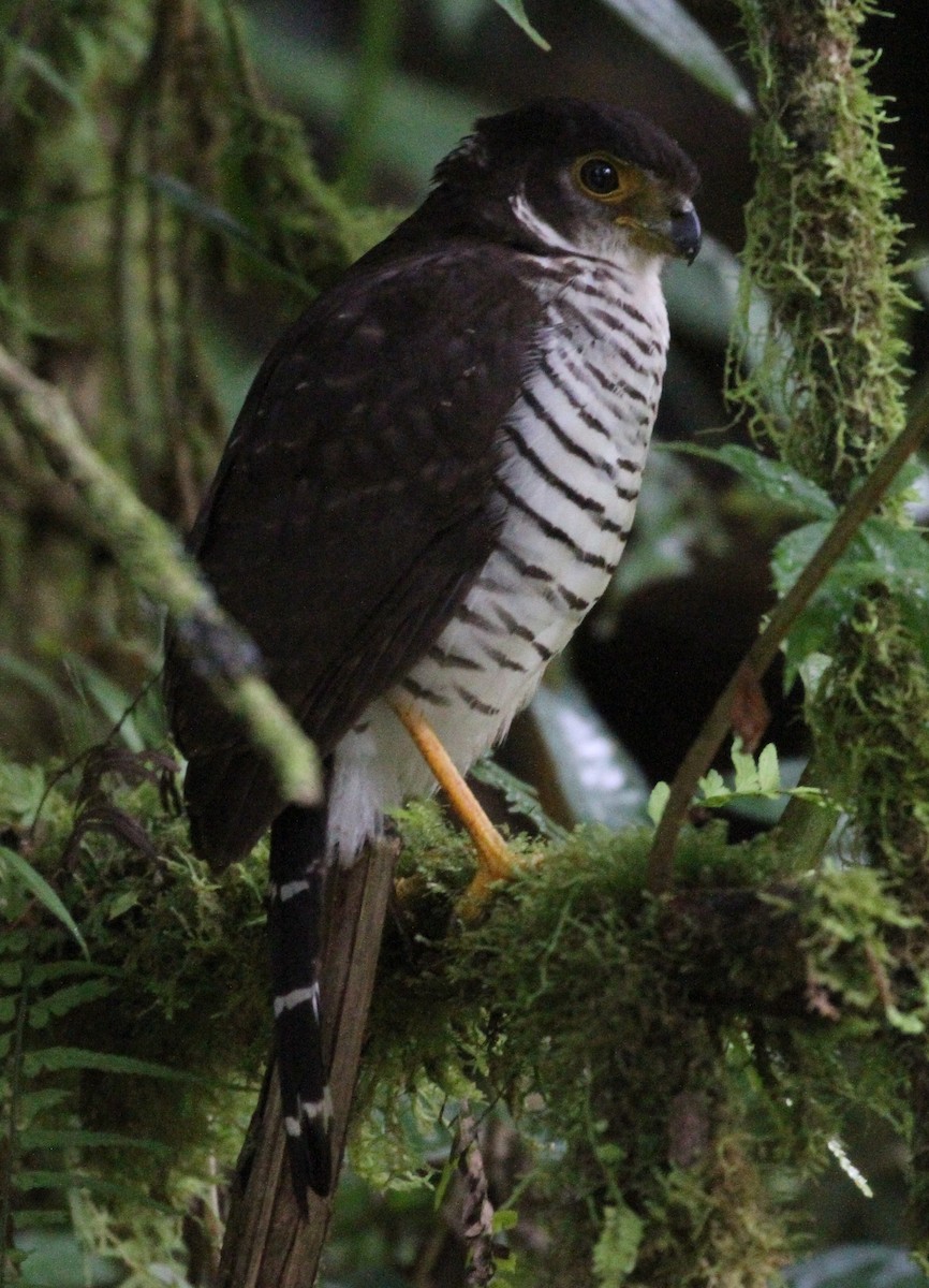 Barred Forest-Falcon - Don Coons