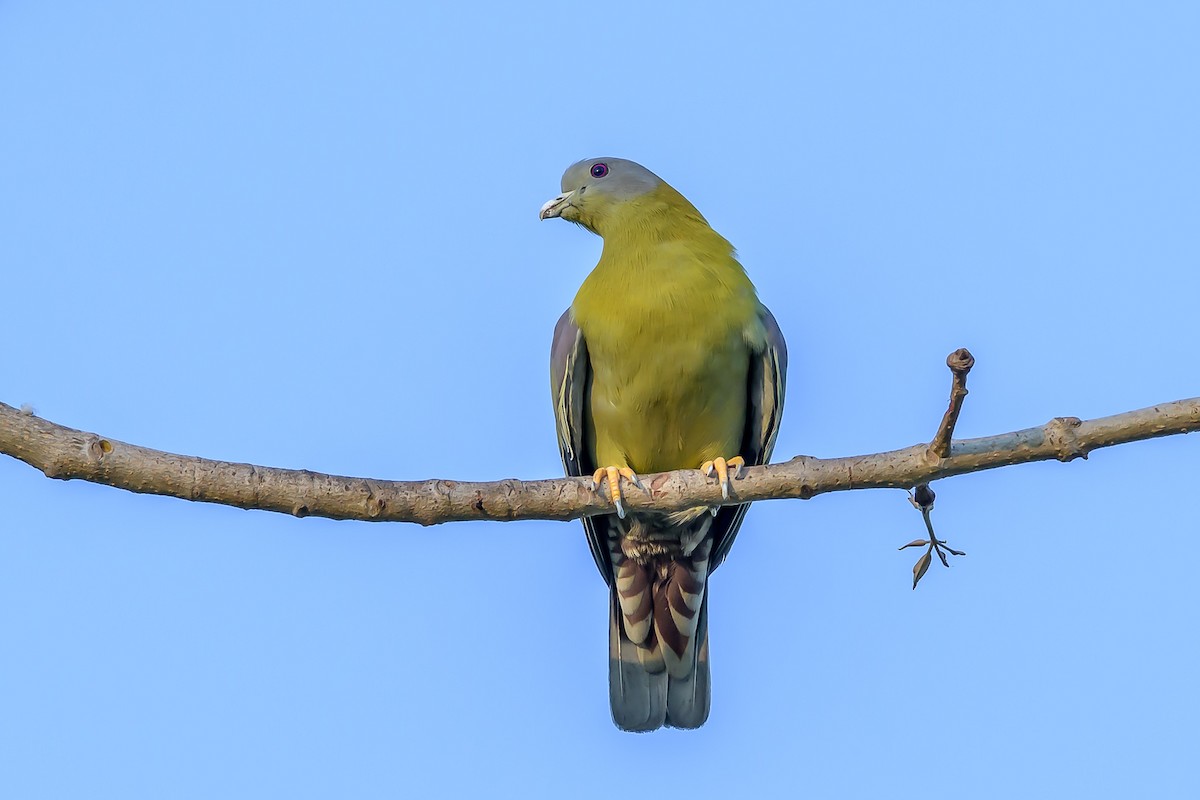 Yellow-footed Green-Pigeon - ML152038241