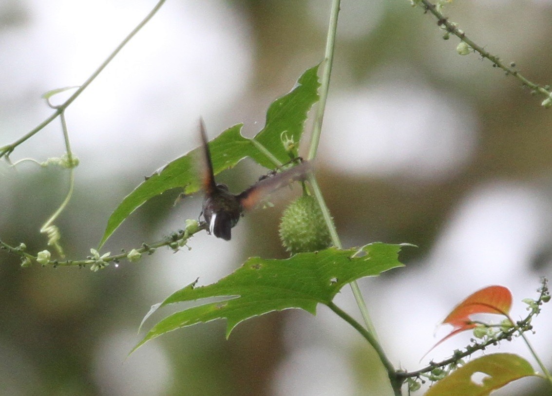 Black-bellied Hummingbird - ML152038271