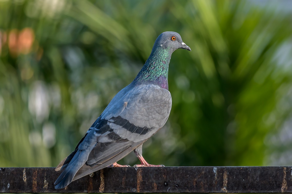 Rock Pigeon (Feral Pigeon) - ML152038401