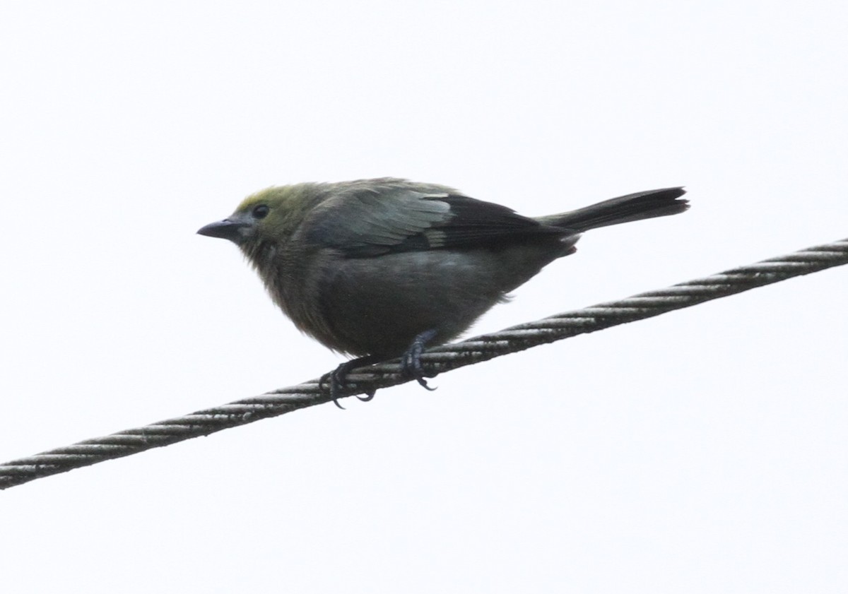 Palm Tanager - Don Coons