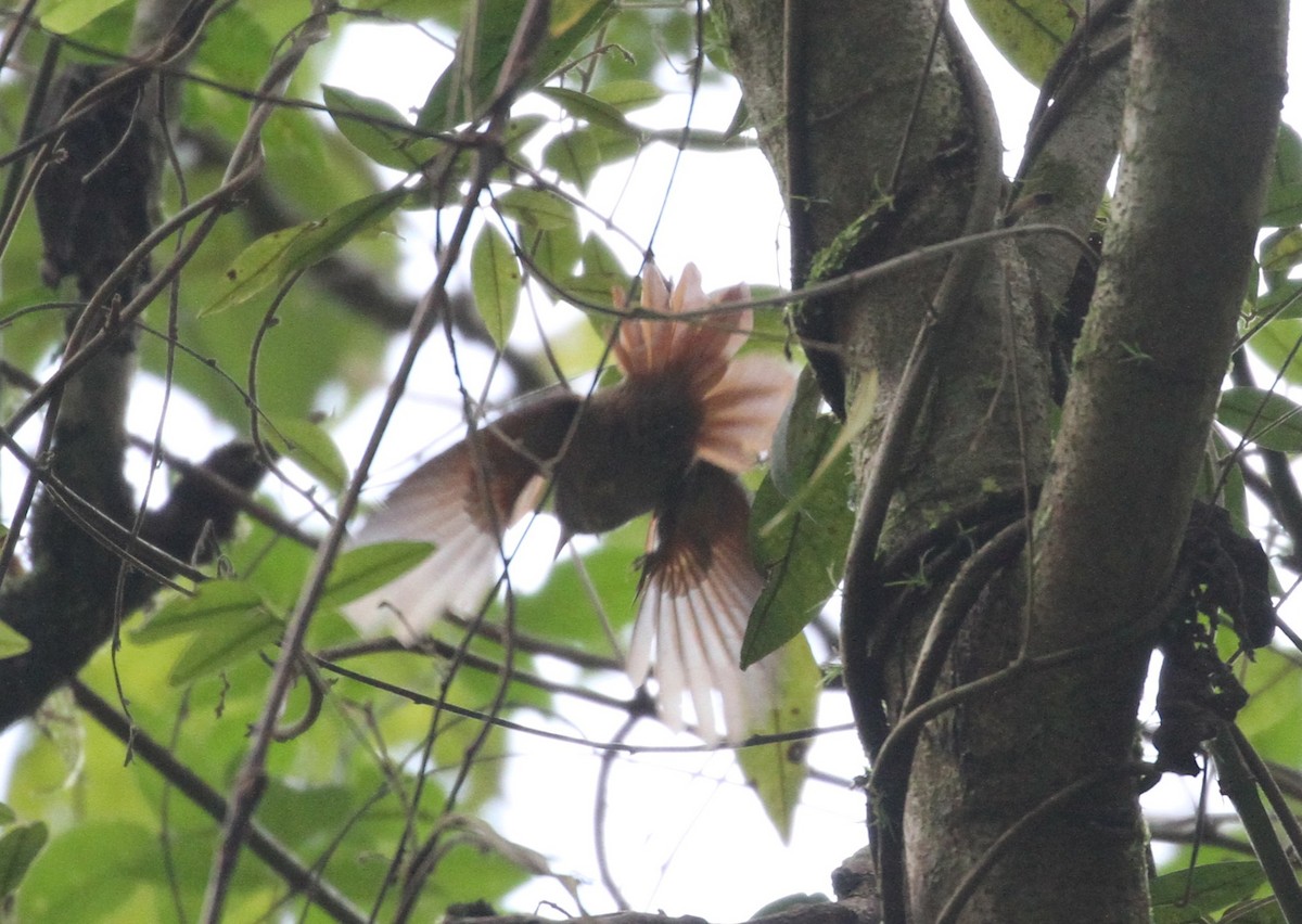 Red-faced Spinetail - ML152039991