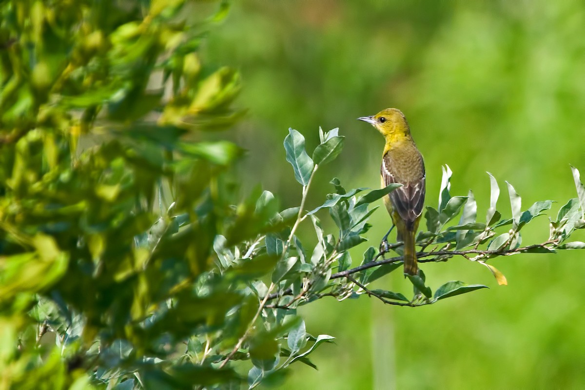 Orchard Oriole - ML152040021