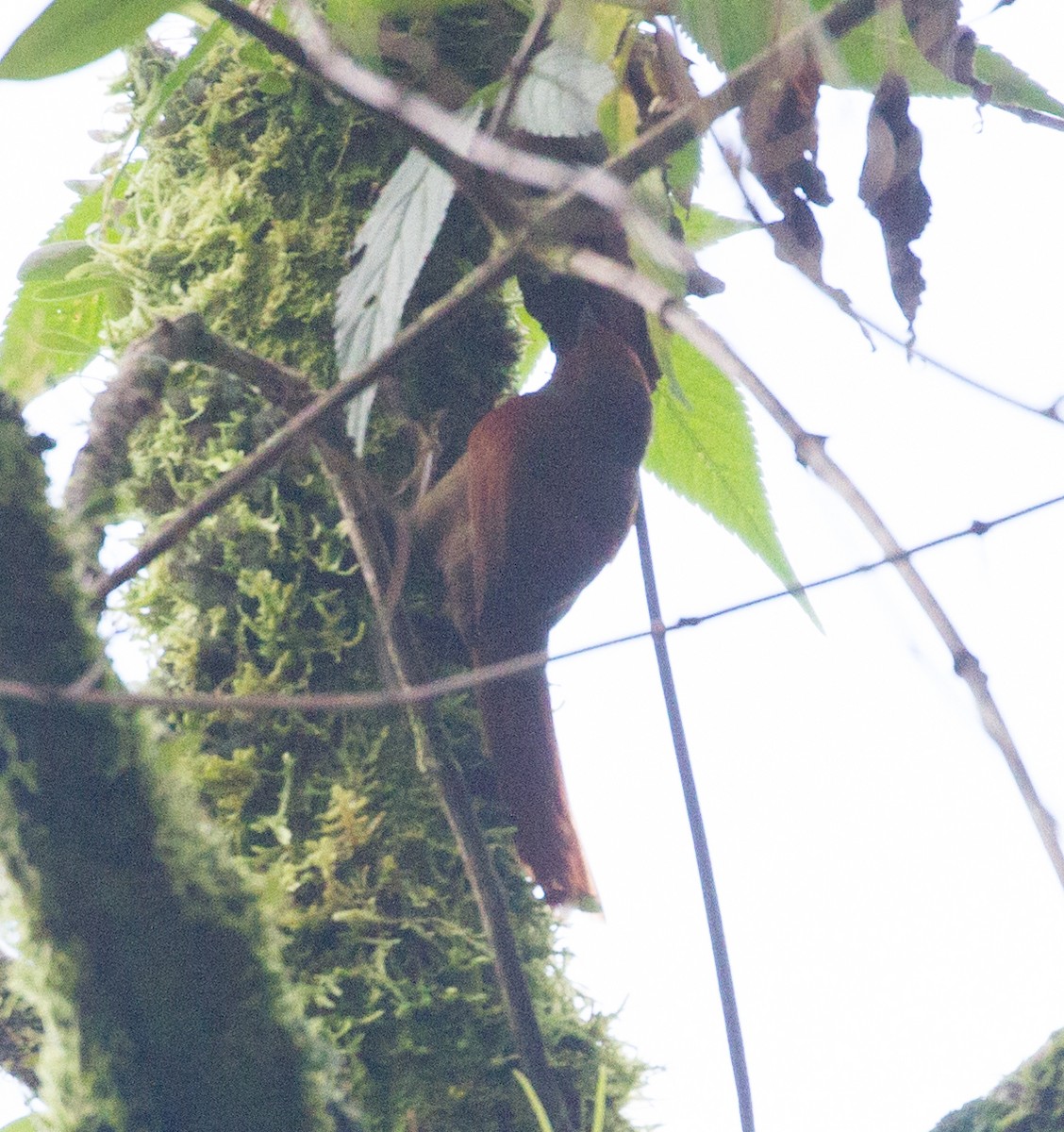 Red-faced Spinetail - Don Coons