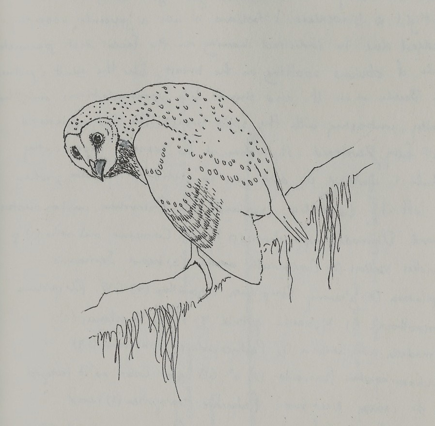 Sooty Owl (Greater) - Peter Burke