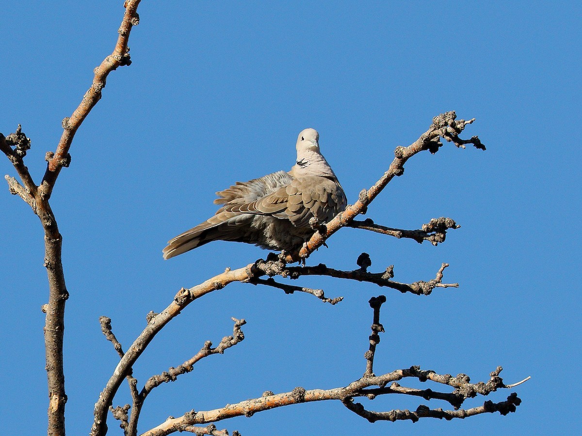 Eurasian Collared-Dove - Bob Walker