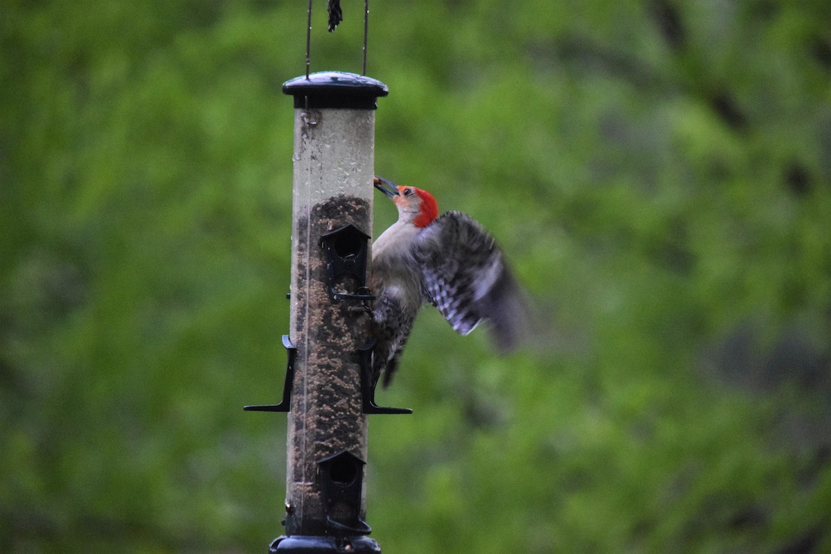 Red-bellied Woodpecker - Mike Winck