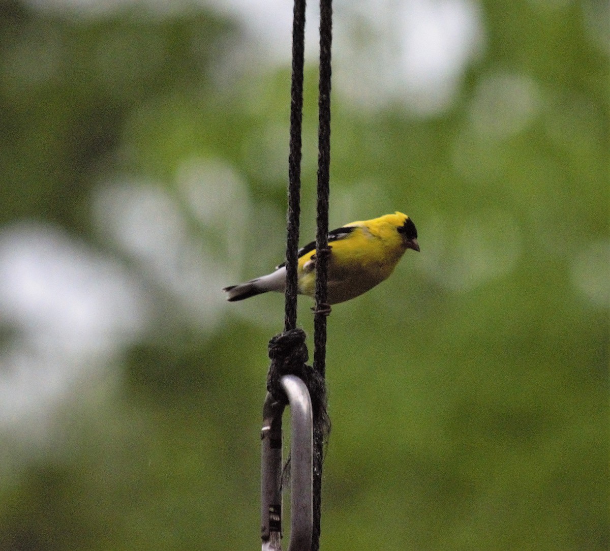 American Goldfinch - Mike Winck