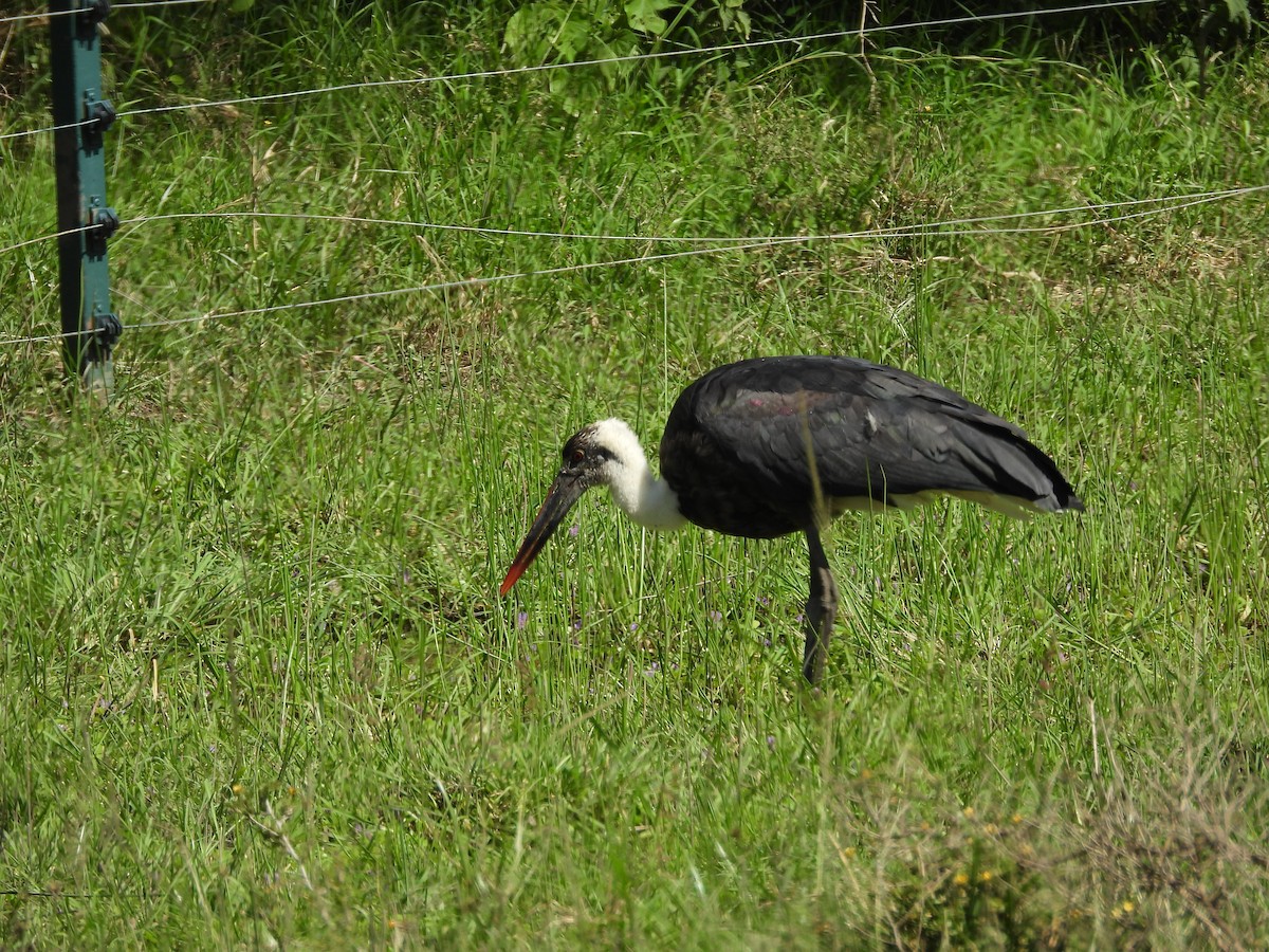 African Woolly-necked Stork - Anonymous