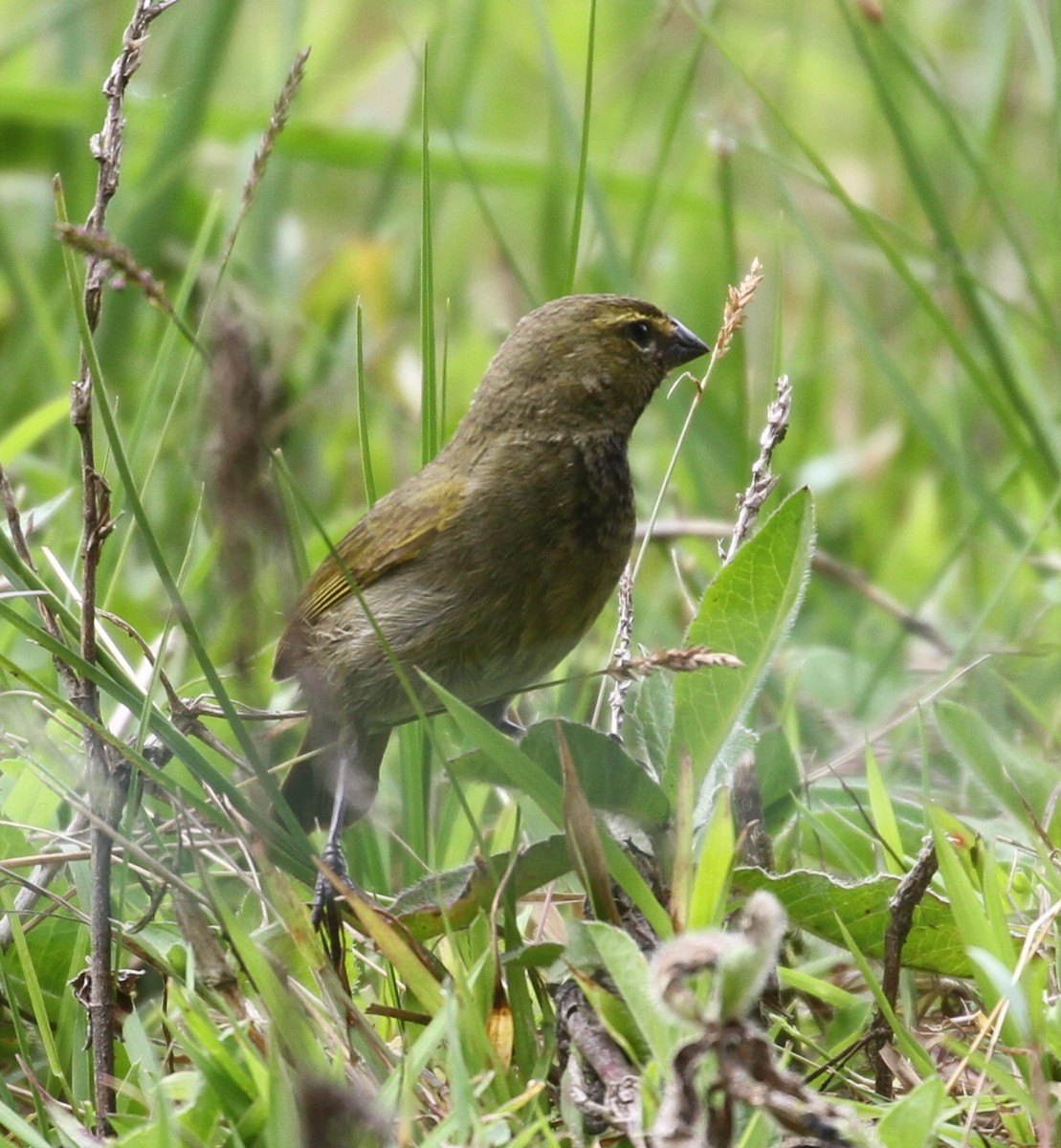 Yellow-faced Grassquit - Don Coons