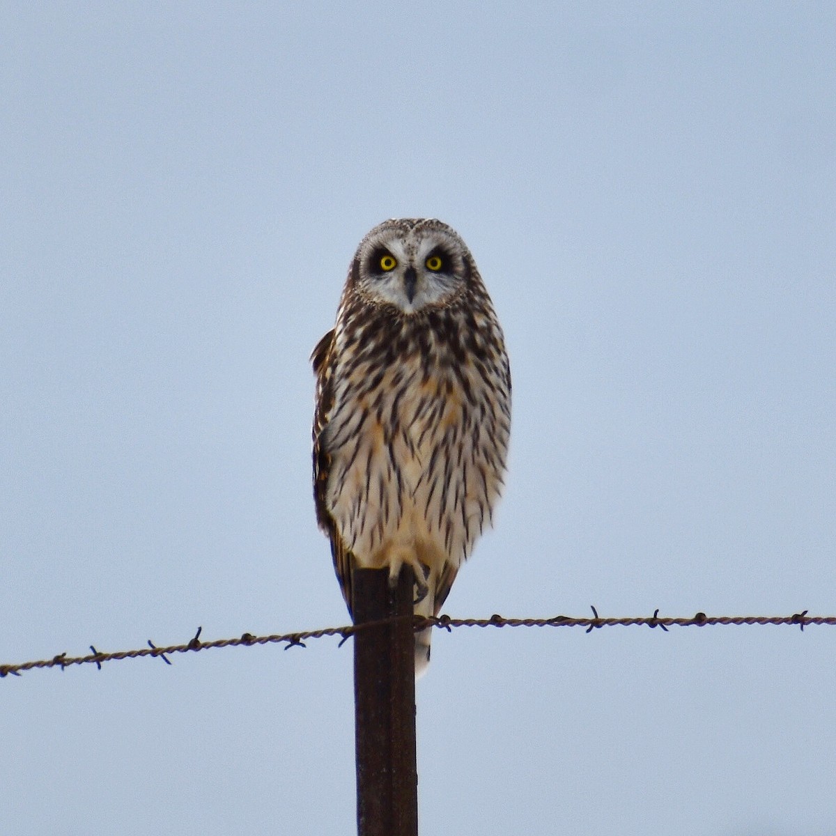 Short-eared Owl - Mitchell Fischer