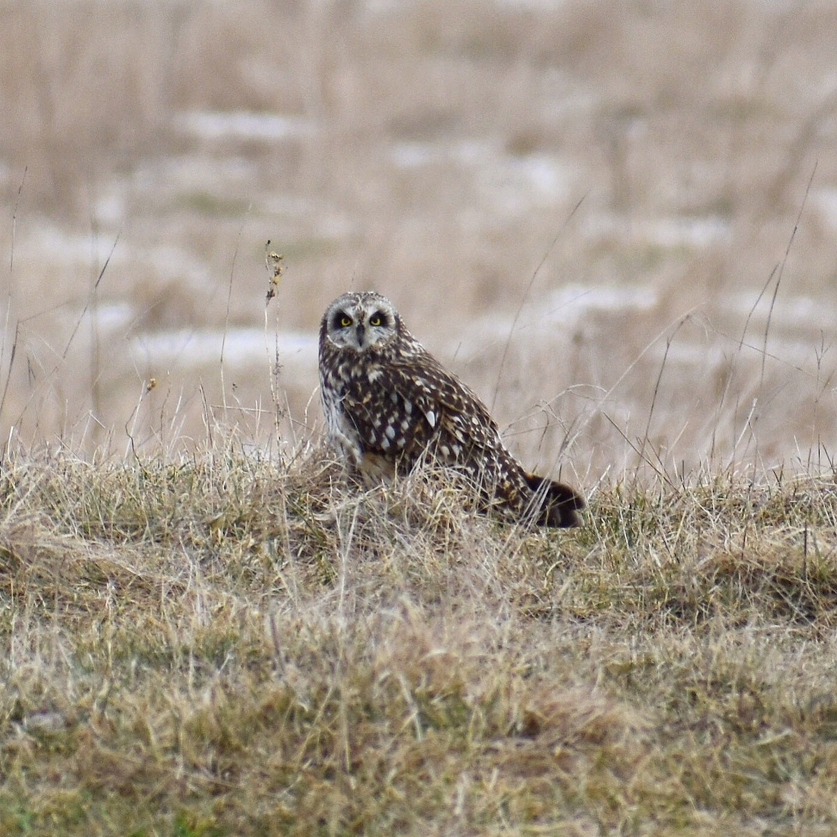 Short-eared Owl - ML152044991
