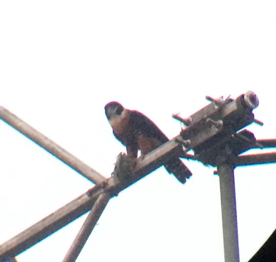 Orange-breasted Falcon - Justyn Stahl