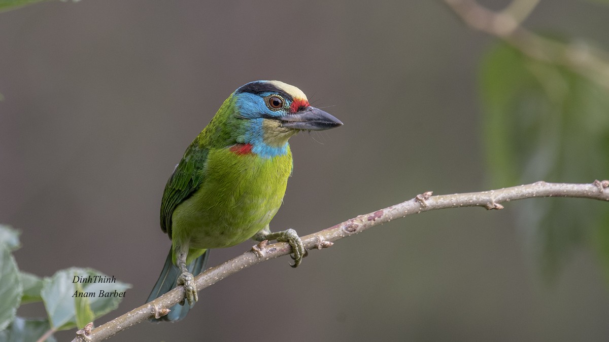 Indochinese Barbet - Dinh Thinh