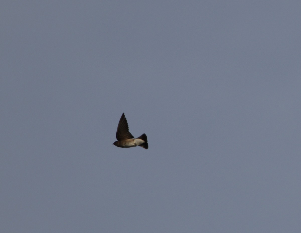Northern Rough-winged Swallow - George Keller