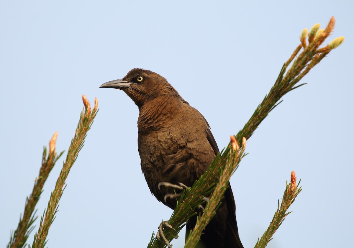 Great-tailed Grackle (Great-tailed) - ML152048261