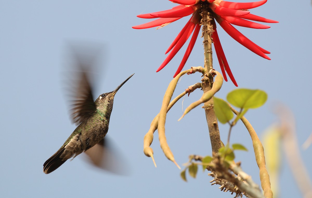 Rivoli's Hummingbird - Anuar López
