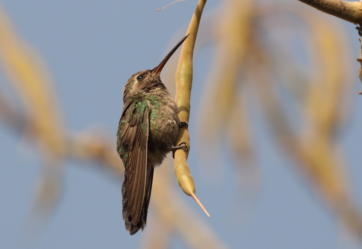 Broad-billed Hummingbird - ML152048351