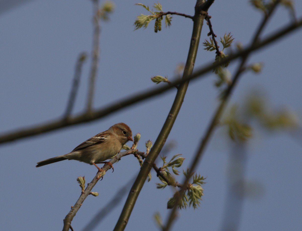 Field Sparrow - George Keller