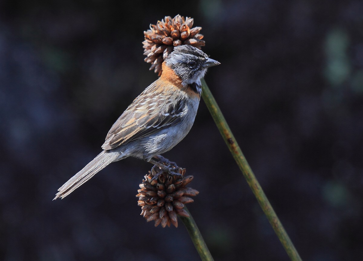 Rufous-collared Sparrow - Fabio Olmos