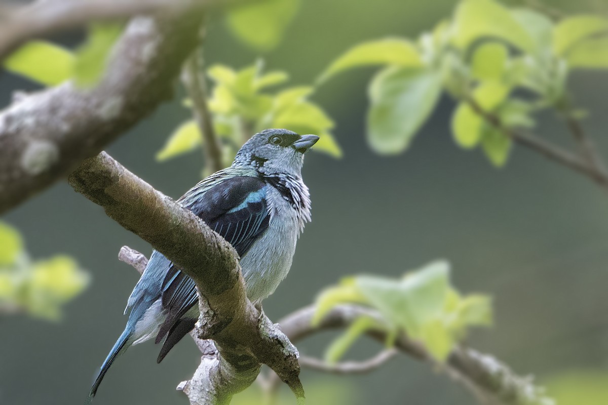 Azure-rumped Tanager - ML152048711