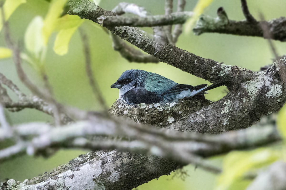 Azure-rumped Tanager - ML152048721