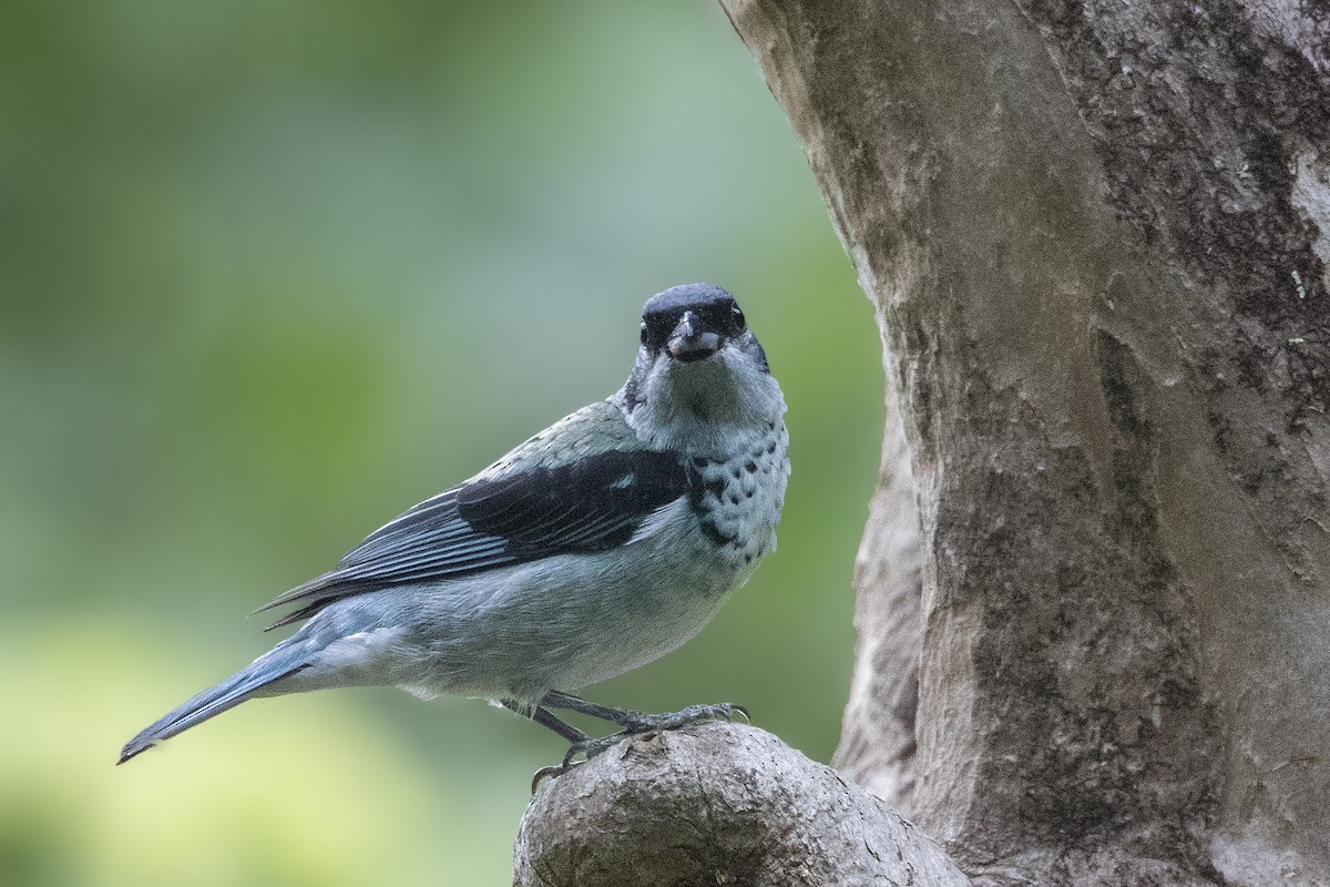 Azure-rumped Tanager - ML152048741