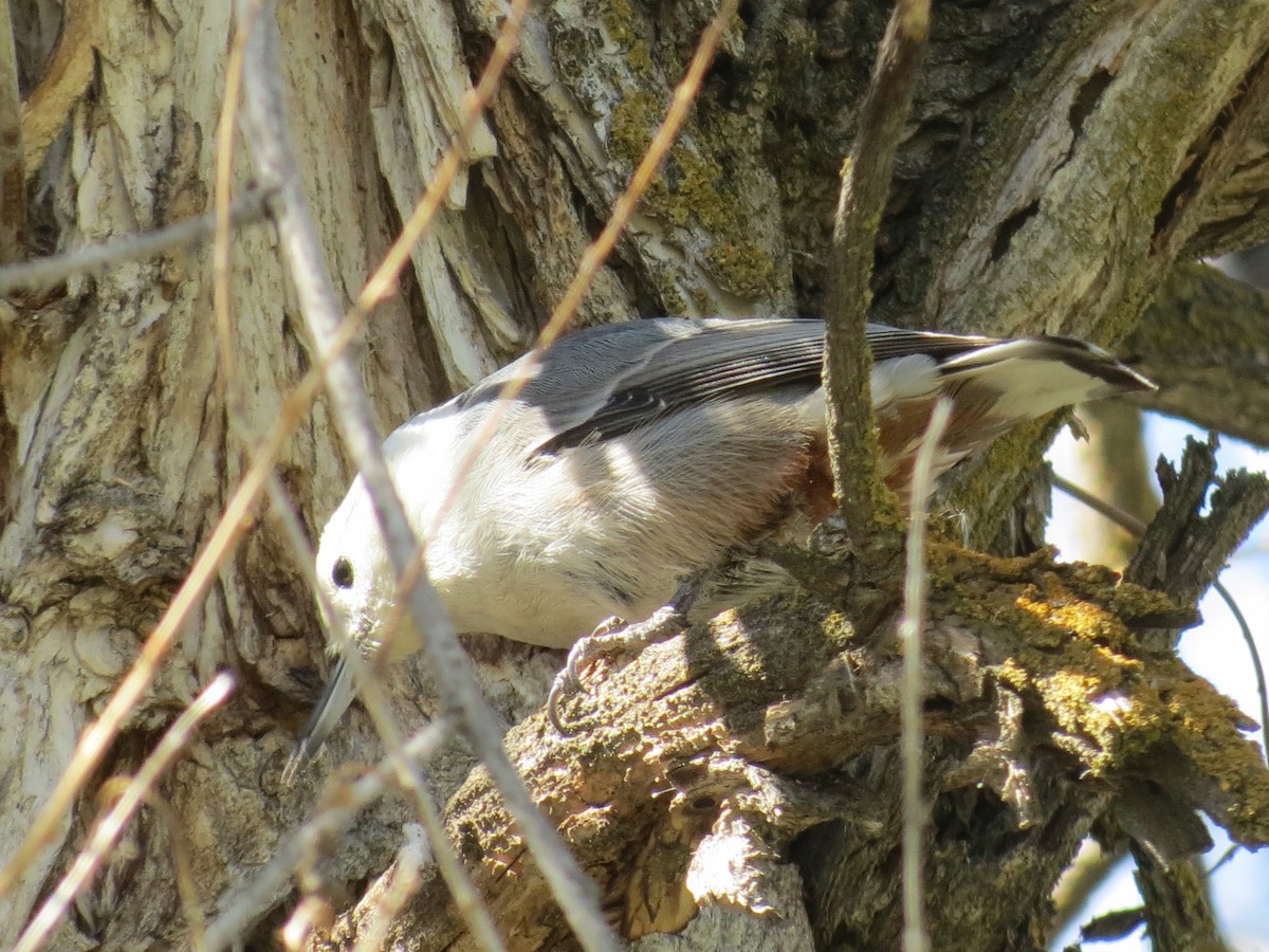 White-breasted Nuthatch - Daniel Sachse