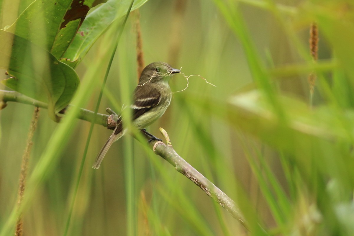 Olive-chested Flycatcher - george parker